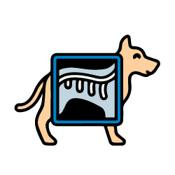 Digital Xray